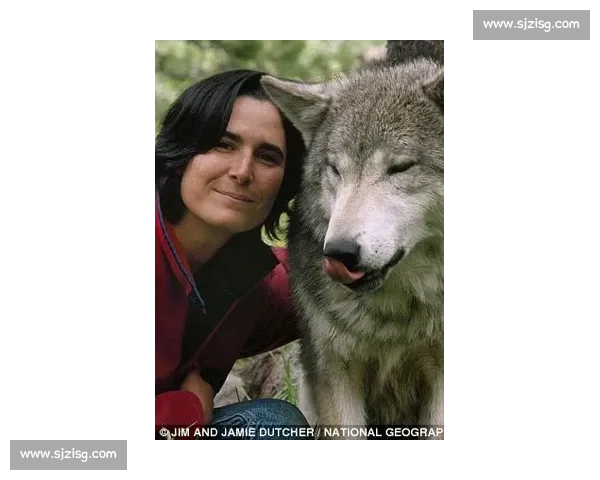荒野王者之争狼群智慧对决巨熊力量终极生存博弈真相揭秘自然法则